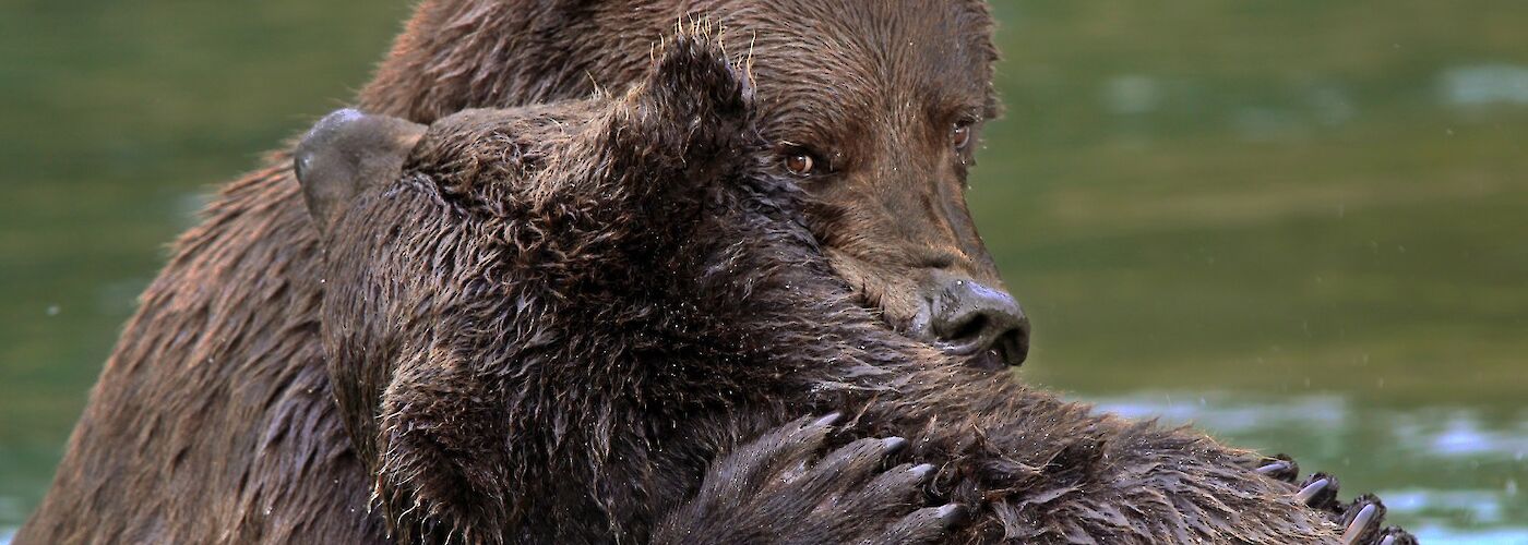 Brown bears in the water., Susan Morse