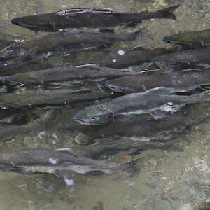 New research reveals global 30x30 target insufficient to sustain salmon populations 